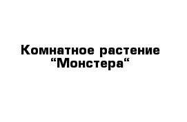 Комнатное растение “Монстера“